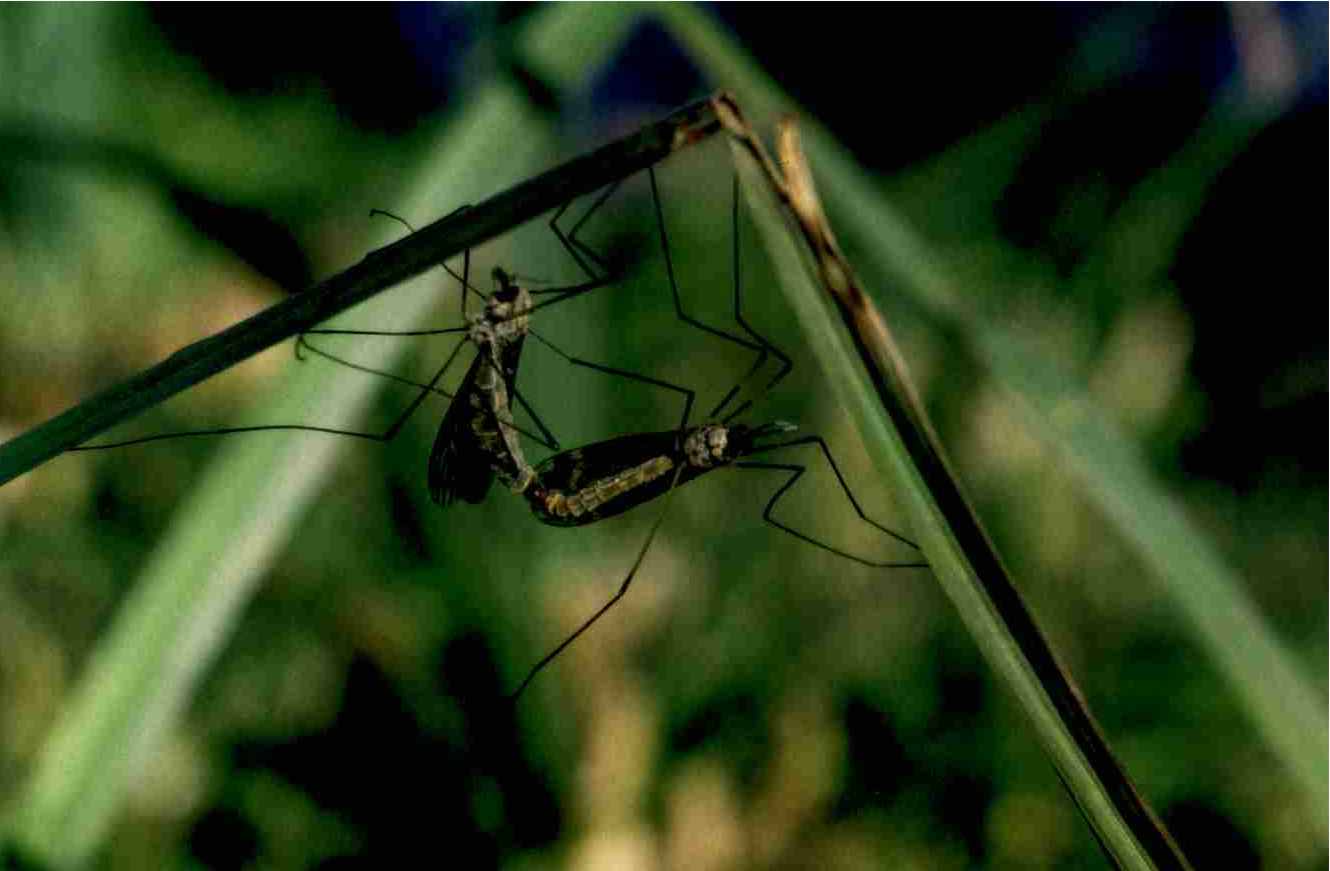 Tipula solstitialis